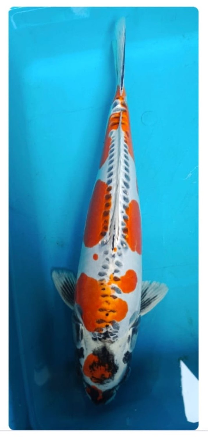 Juara 1