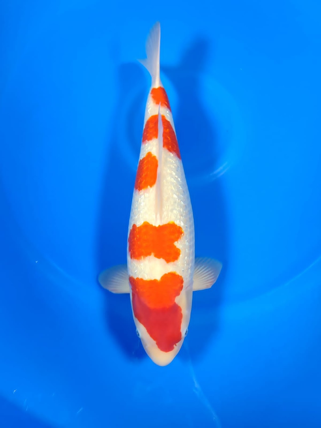 Juara 1