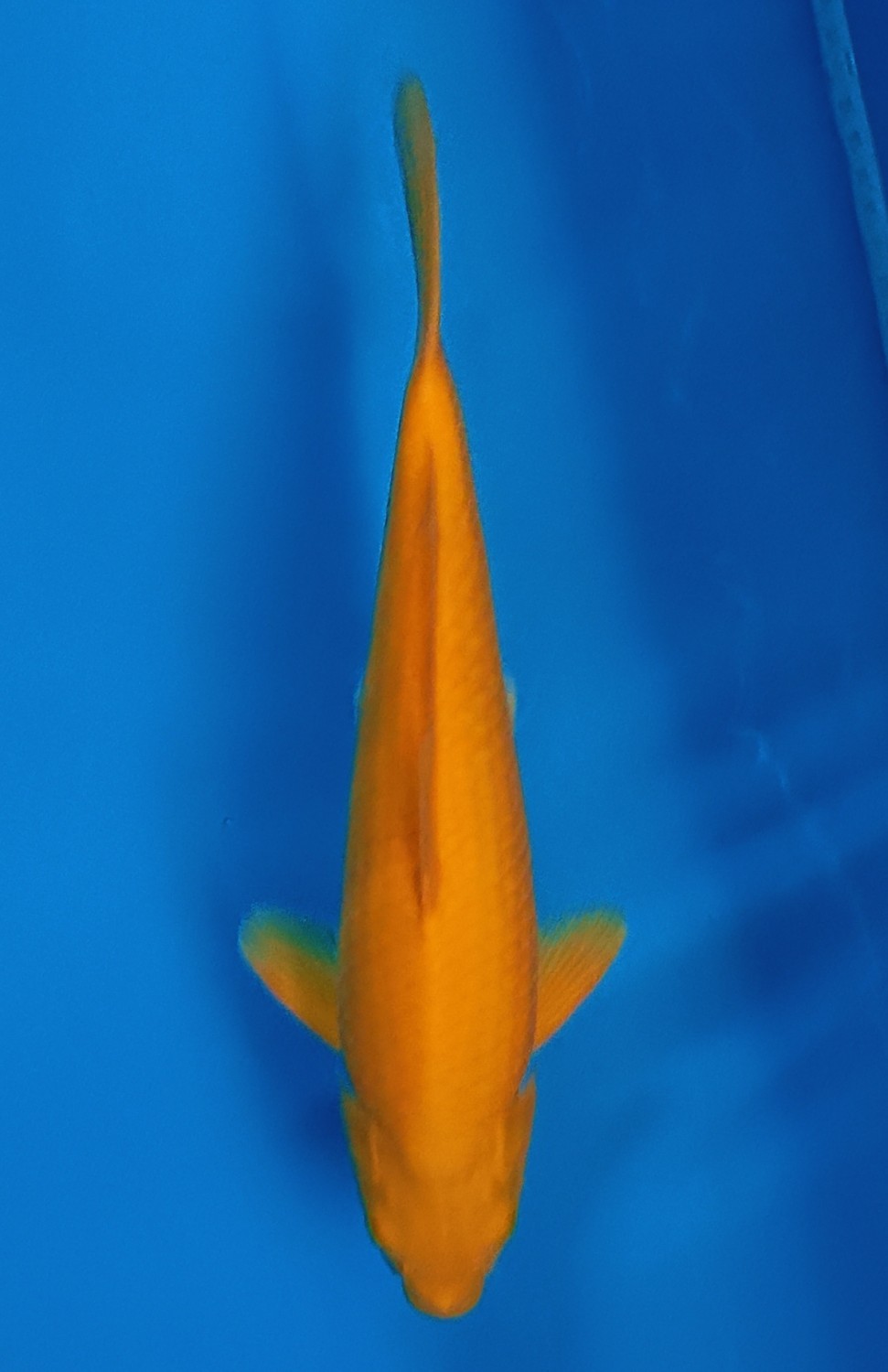 Juara 1