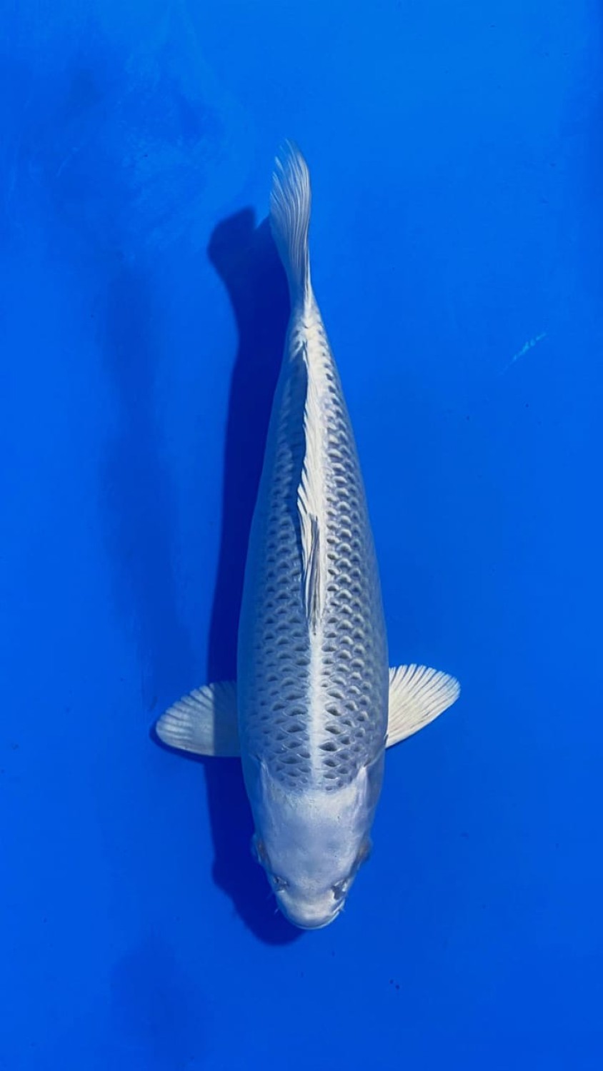 Juara 1