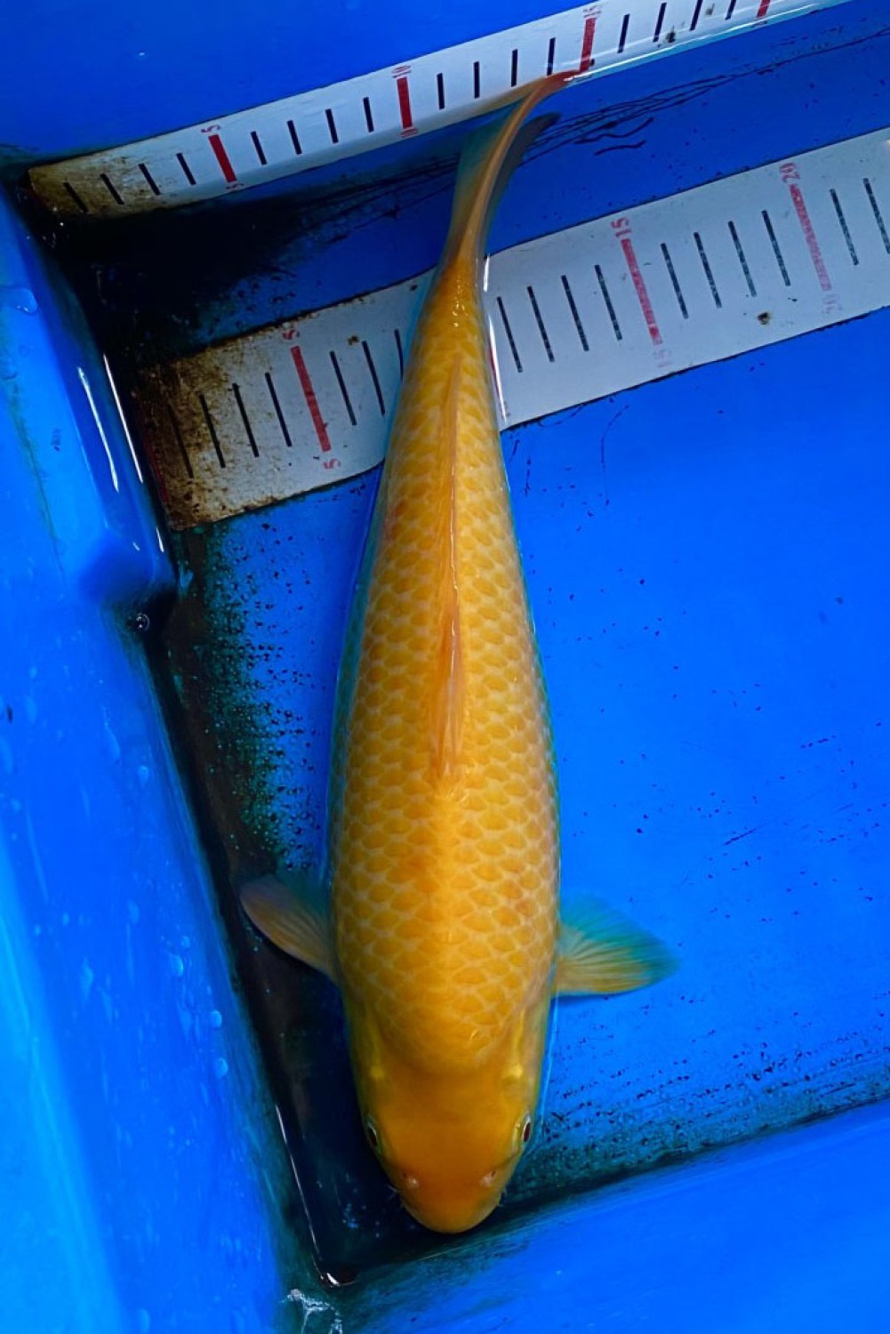 Juara 2