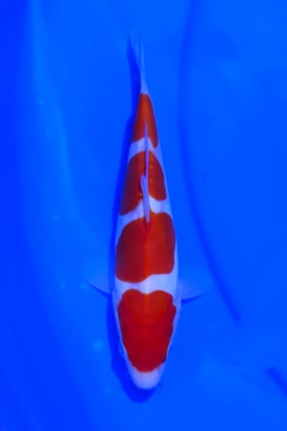 Juara 1