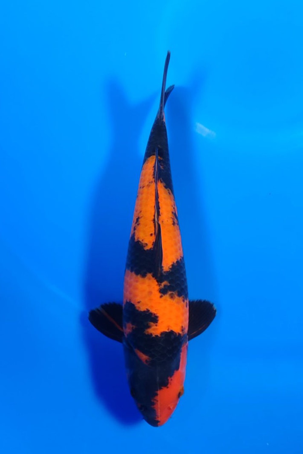 Juara 5