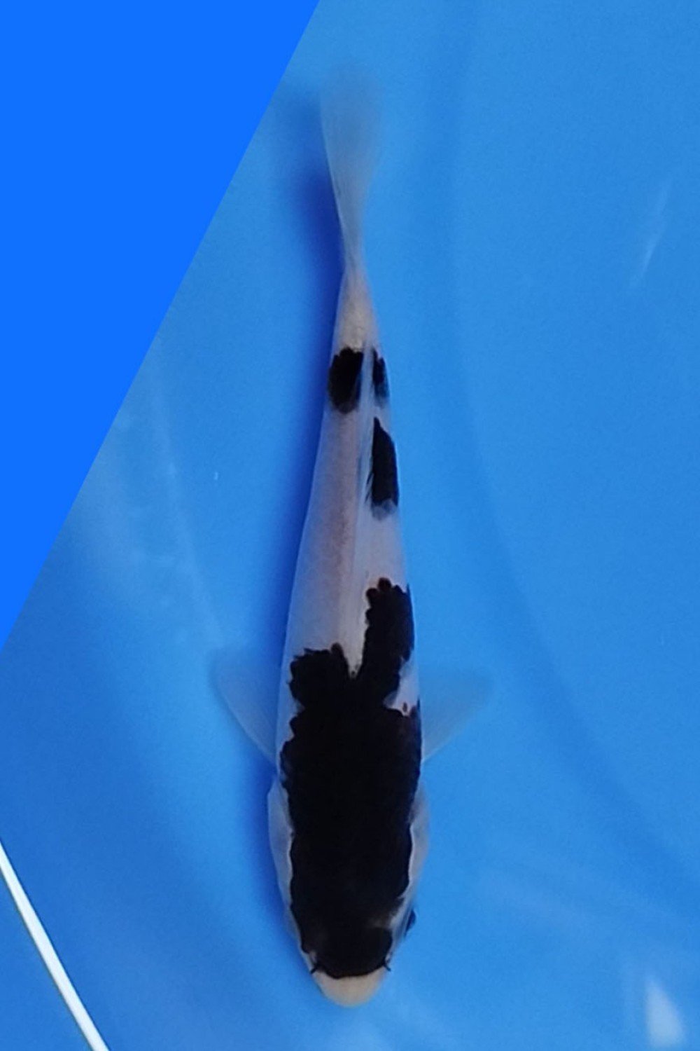 Juara 1