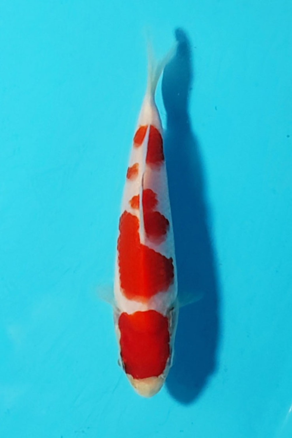 Juara 1