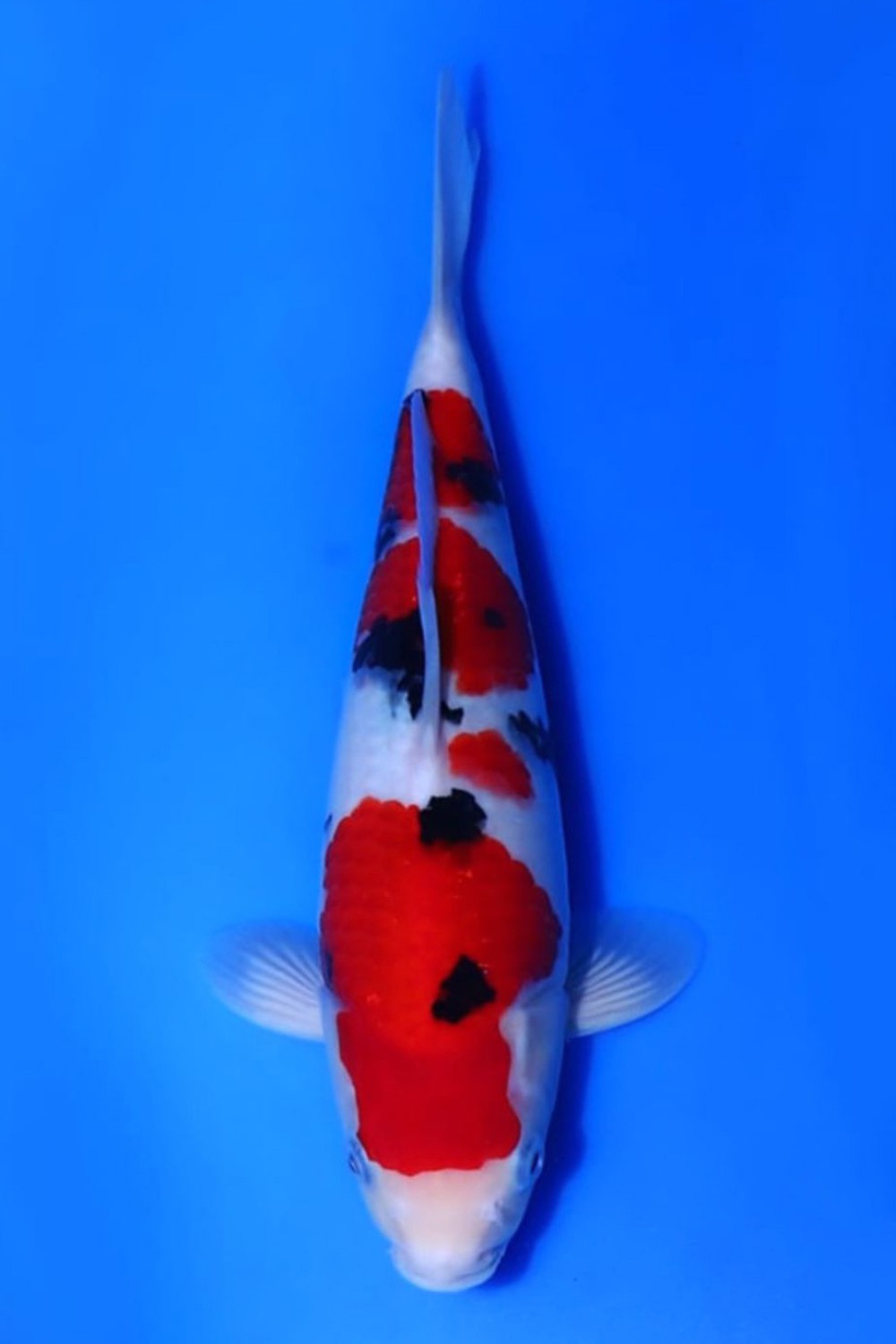 A. Best In Size, 51 - 55 cm
