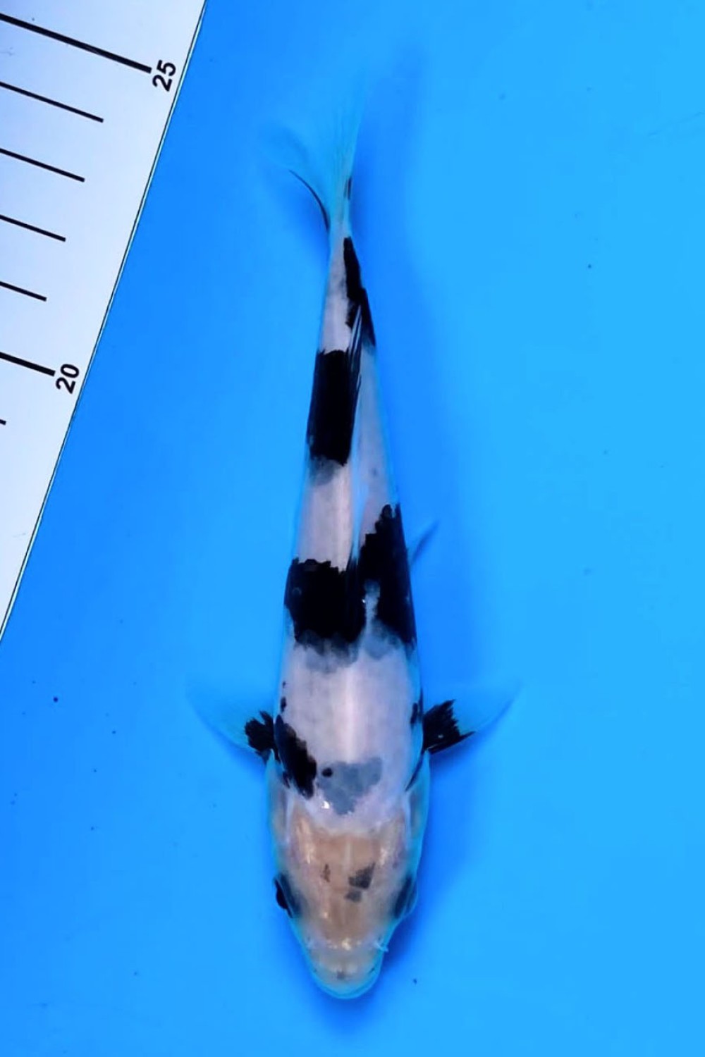 F. Tategoi Mini Champion