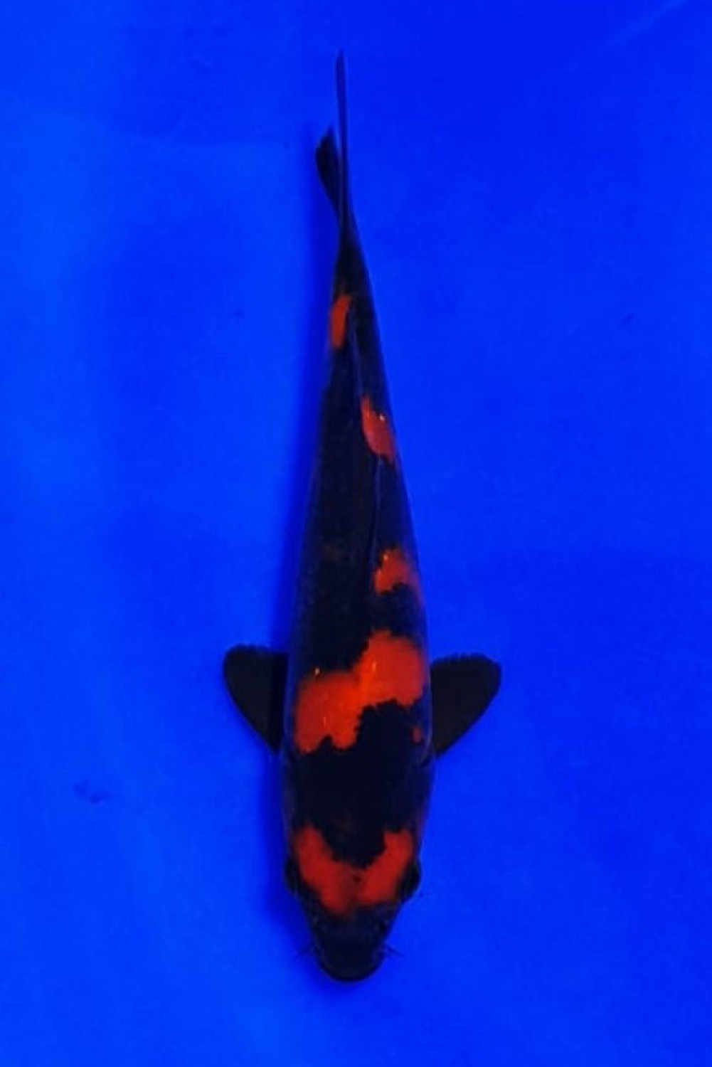 Juara 2