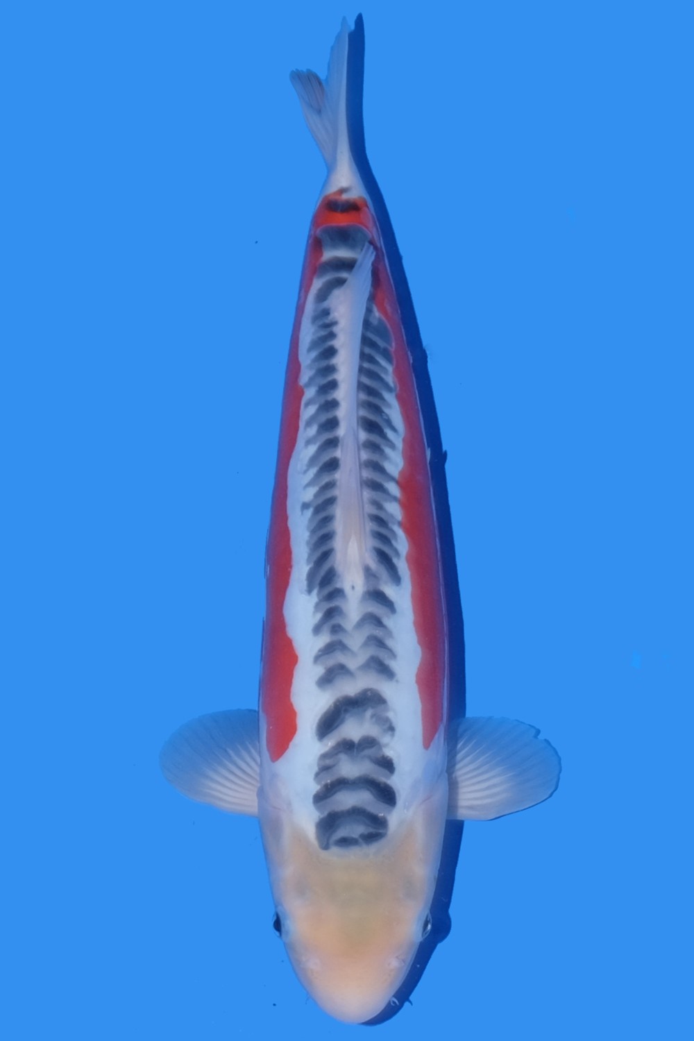 D. Cempaka Prize, 36 - 40 cm