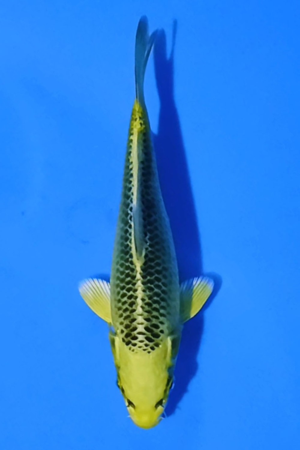 Juara 1