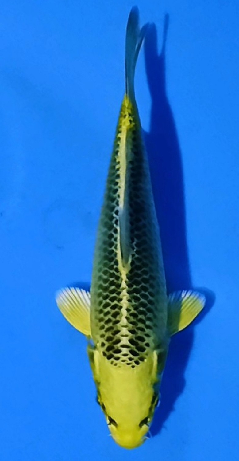 Juara 4