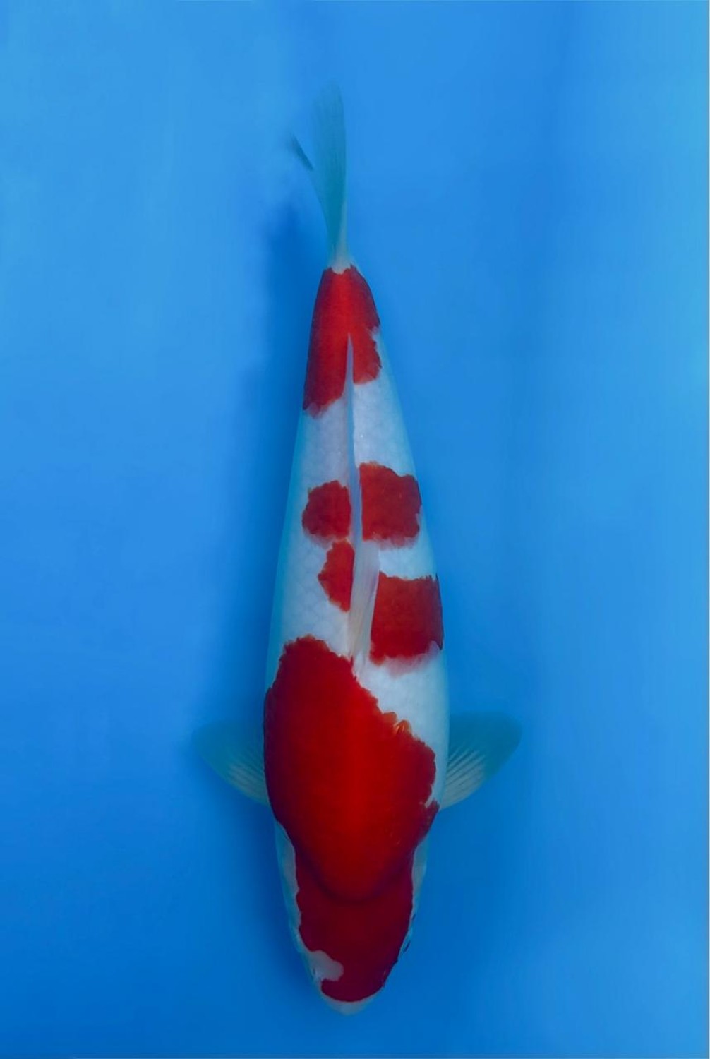 Juara 1