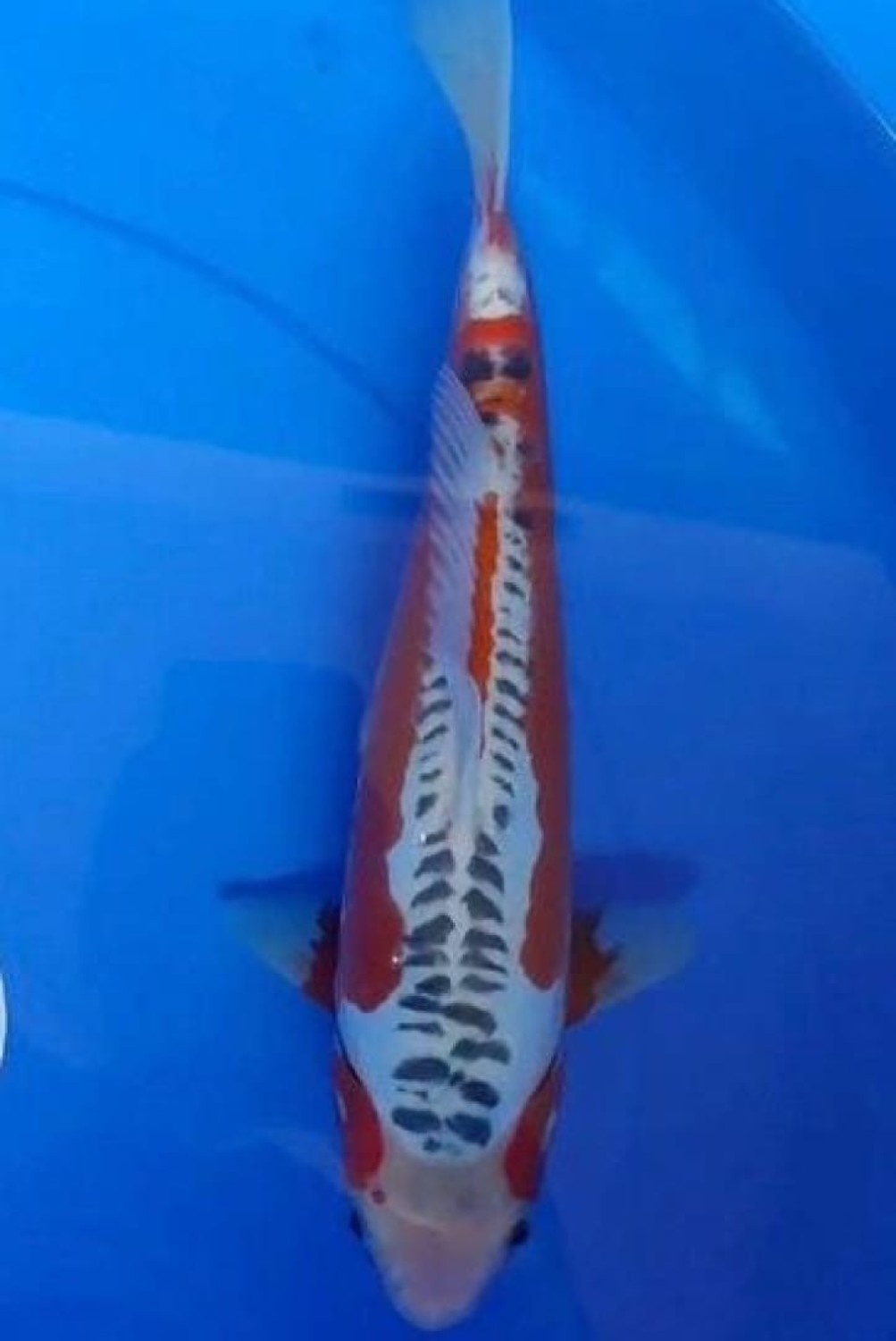 D. Cempaka Prize, 26 - 30 cm