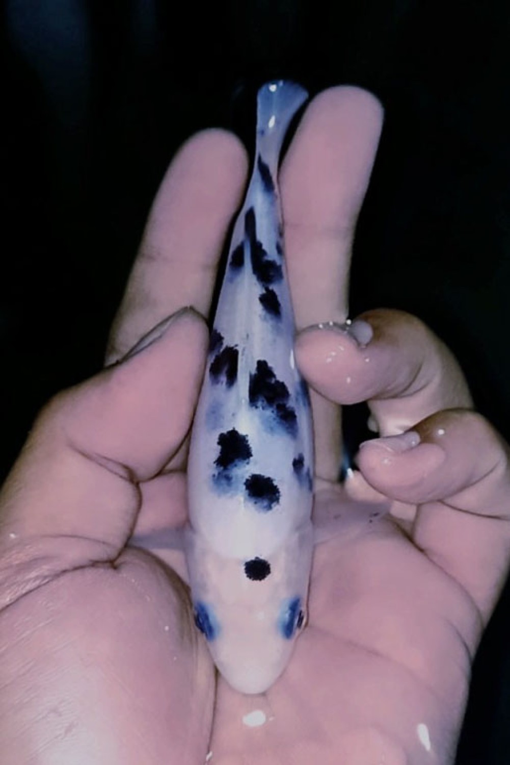 Juara 5