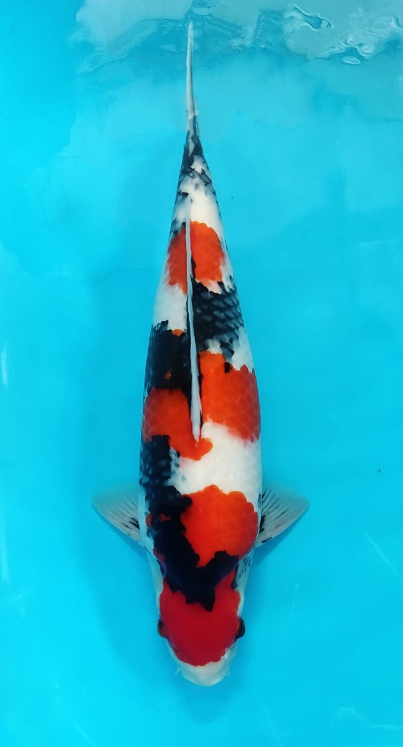 Juara 1