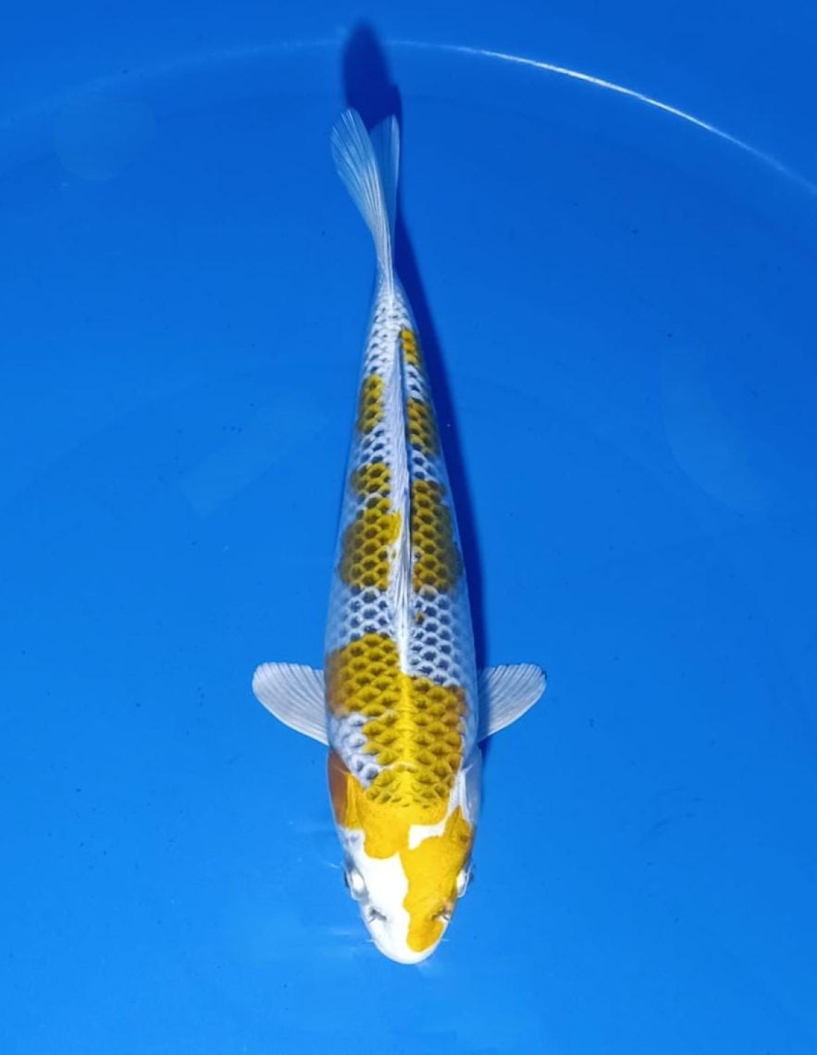 Juara 2