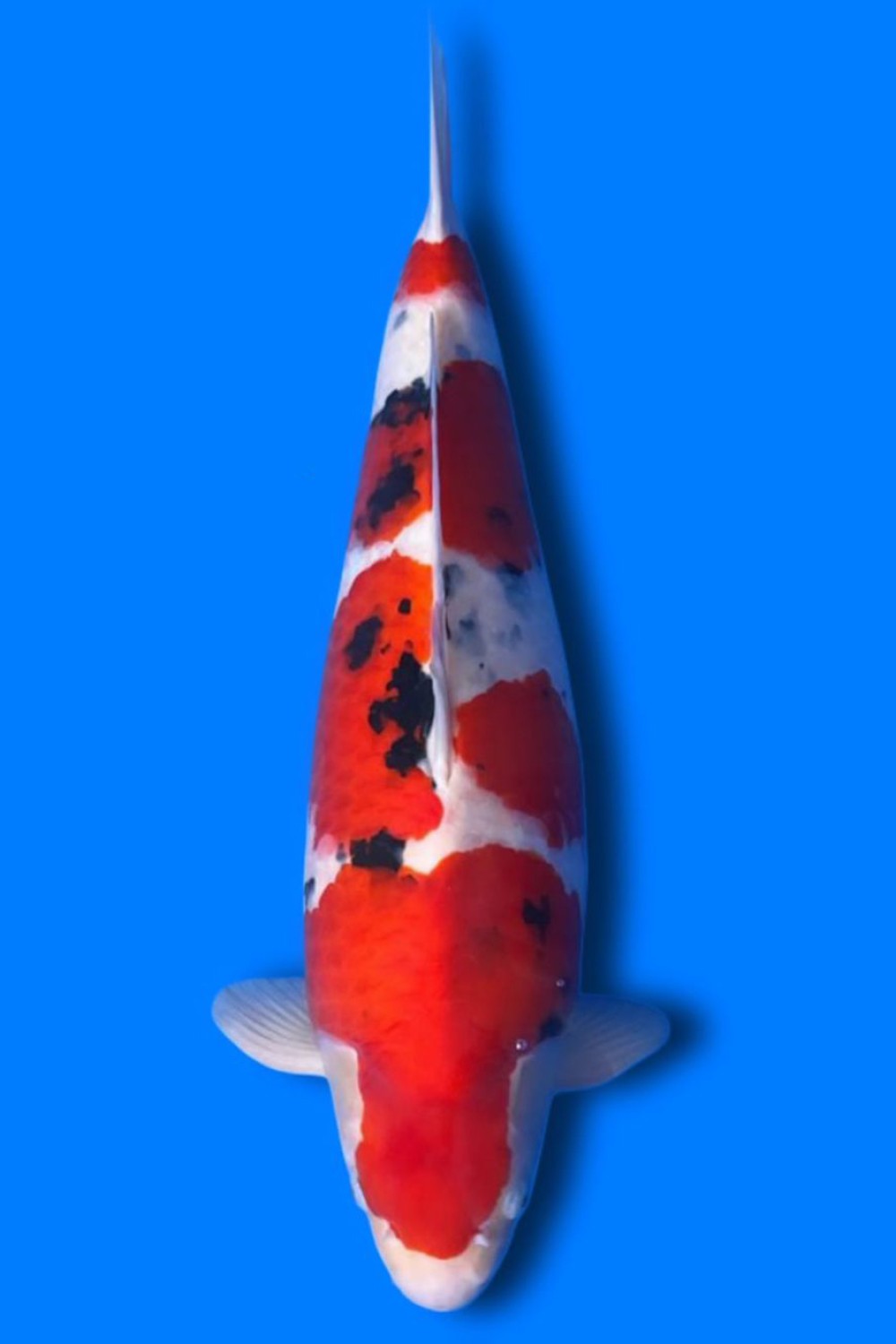 Juara 1