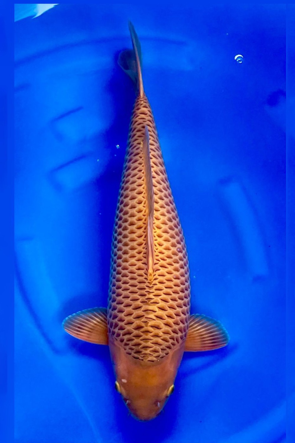 Juara 1