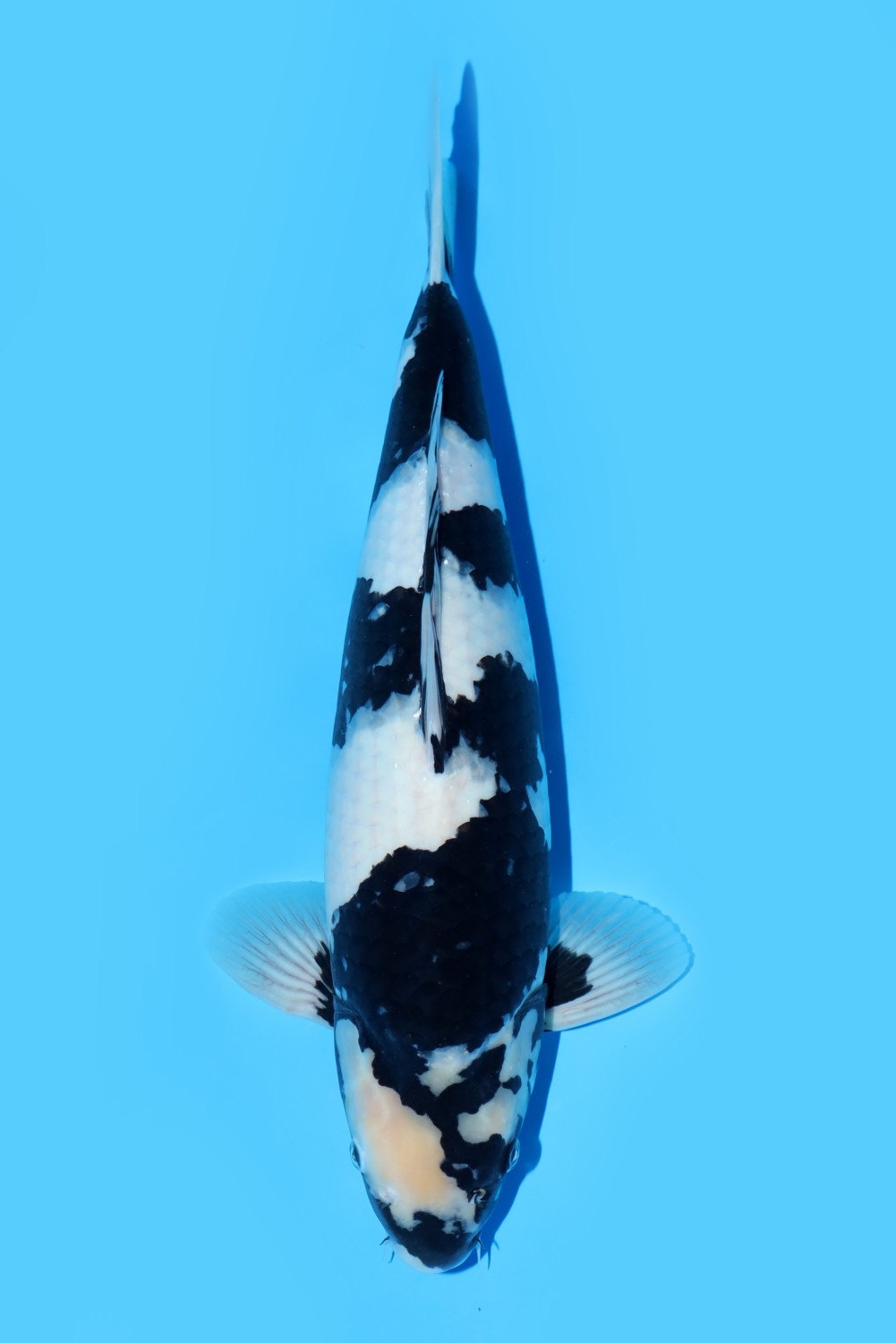 Juara 5