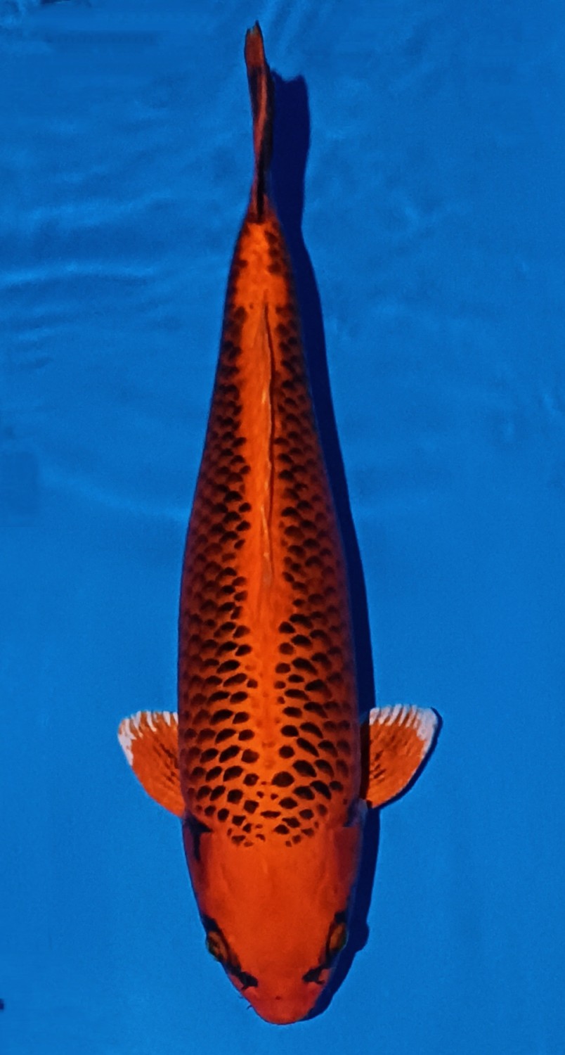 Juara 2