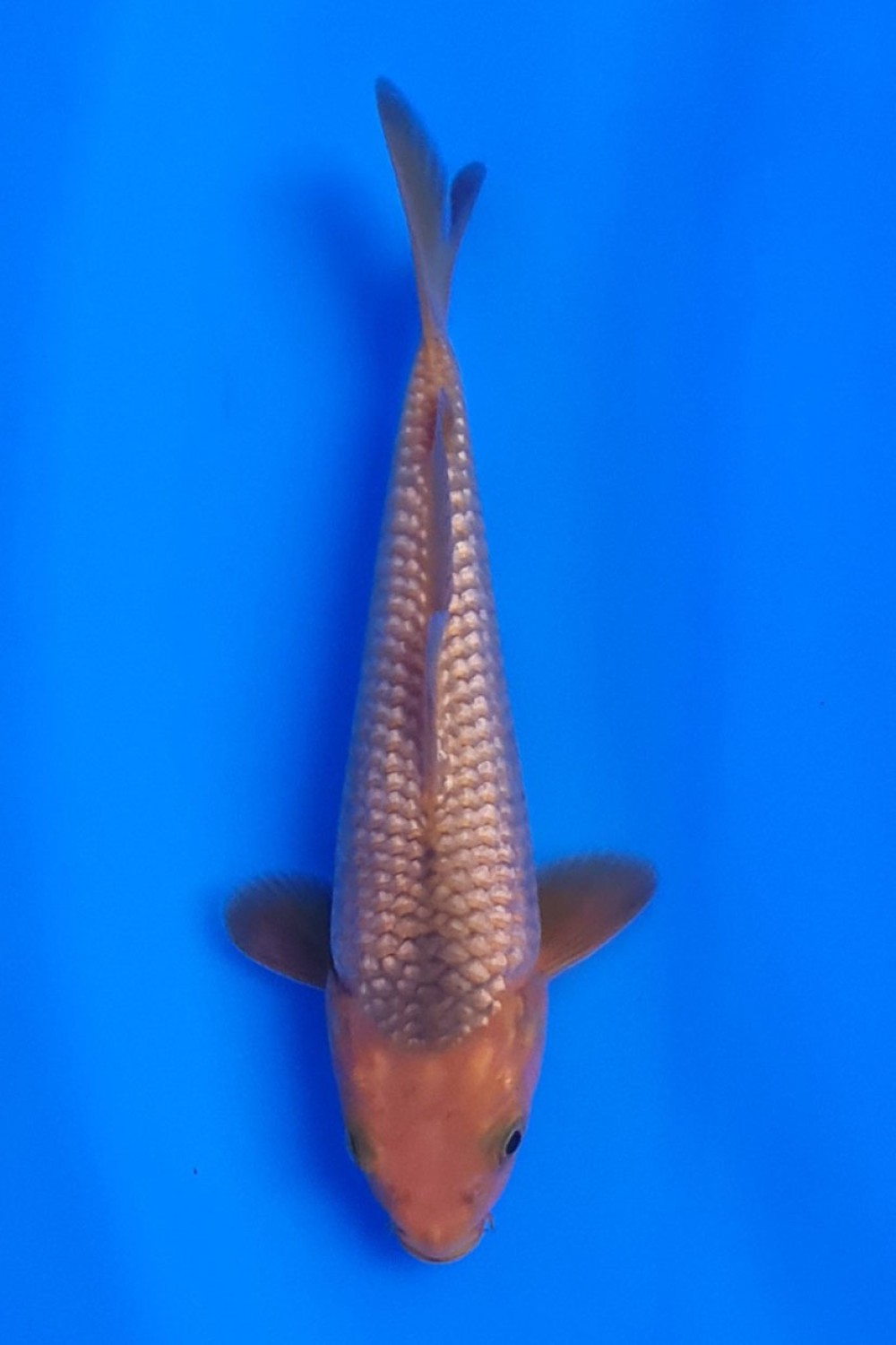 E. Kamboja Mini Champion