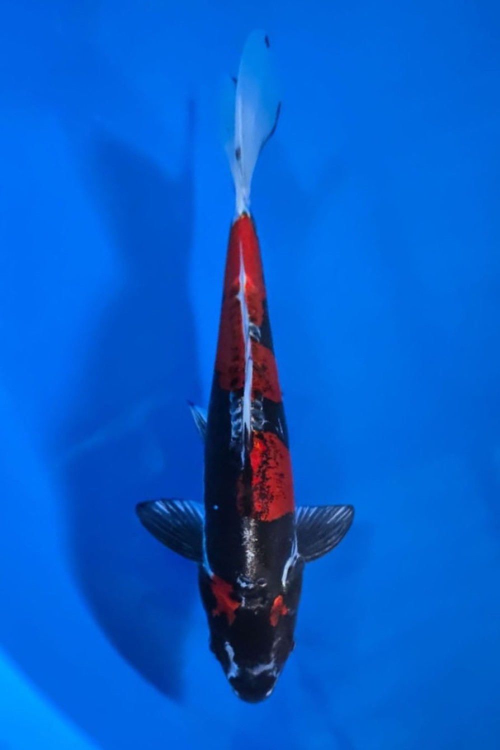Juara 1