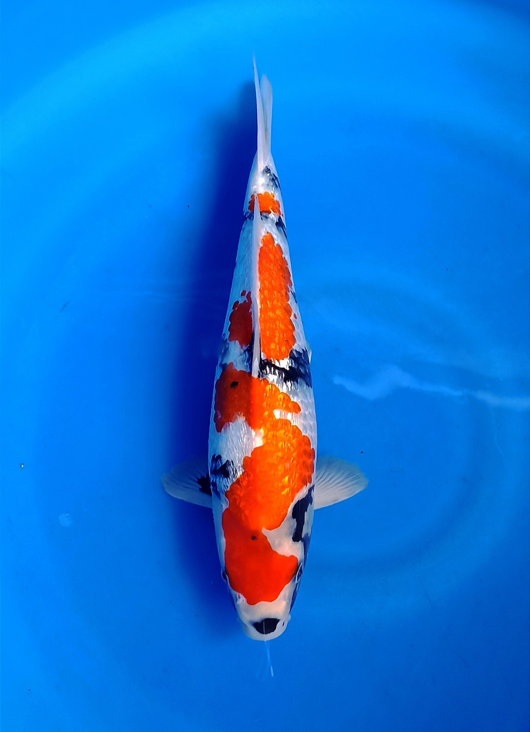 F. Tategoi Prize, 31 - 35 cm