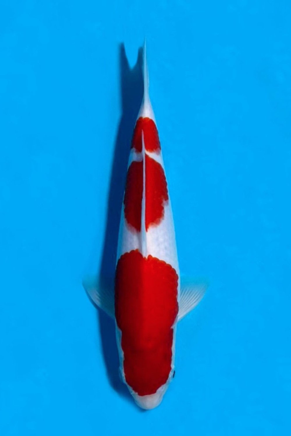 Juara 1