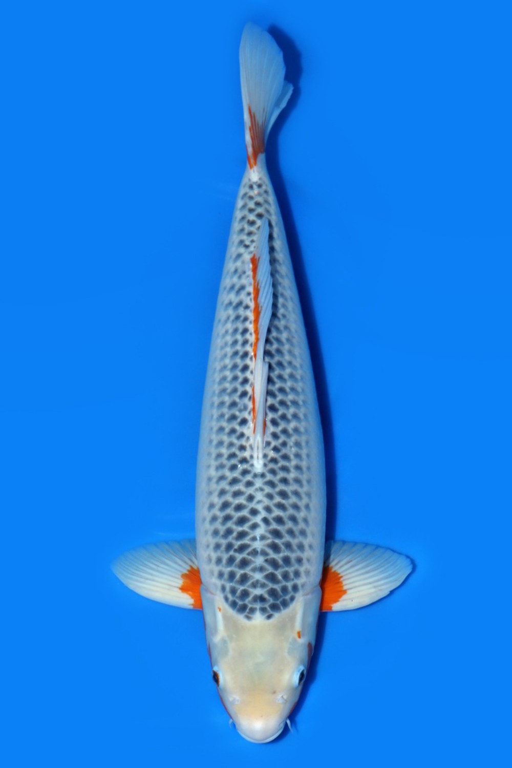 Juara 1