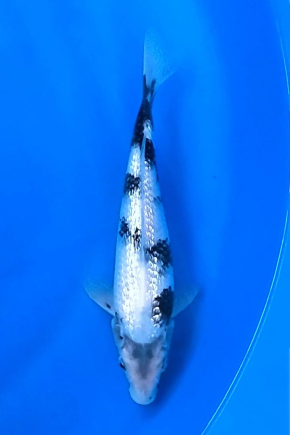 F. Tategoi Prize, 21 - 25 cm