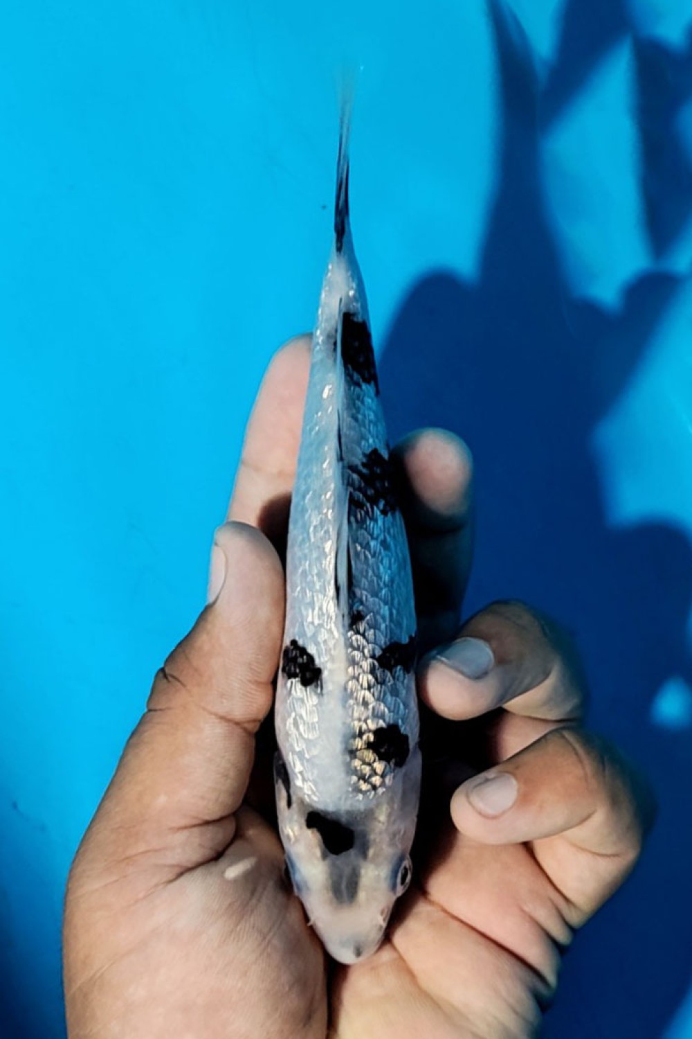 Juara 4