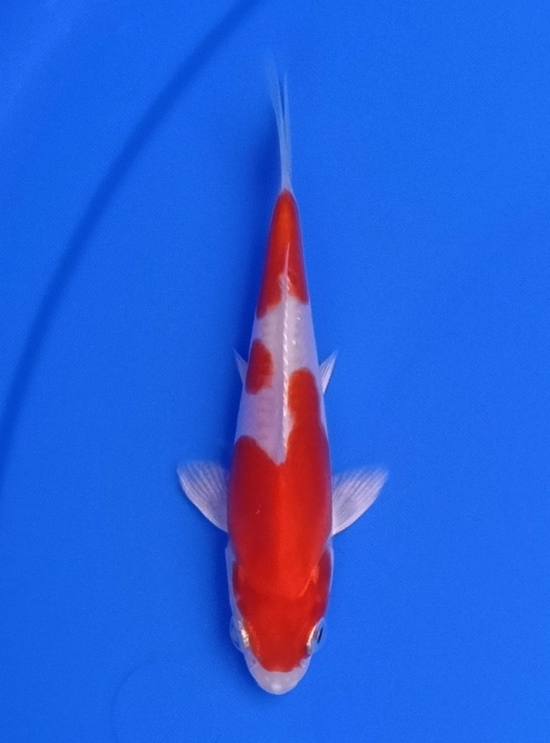 Juara 1