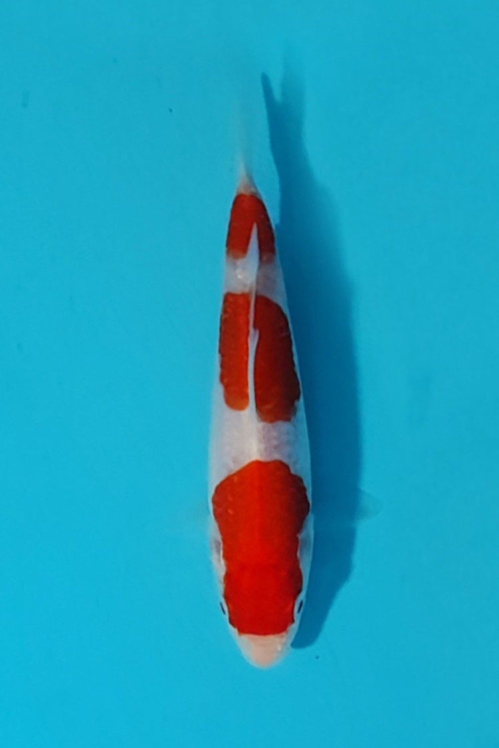 Juara 5