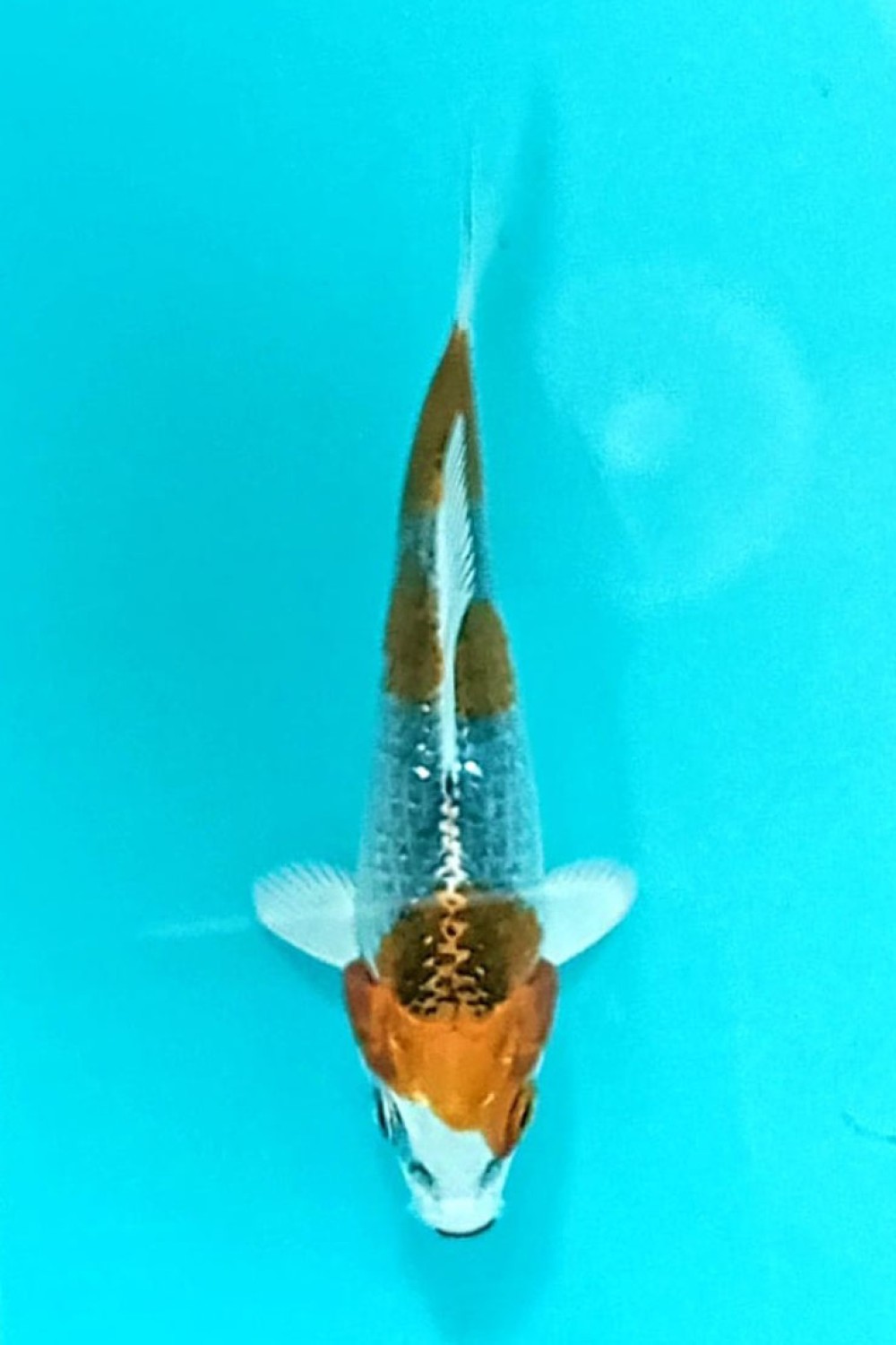 Juara 2