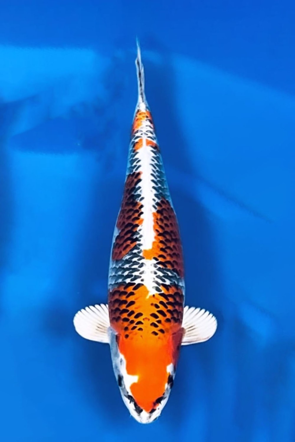 Juara 1