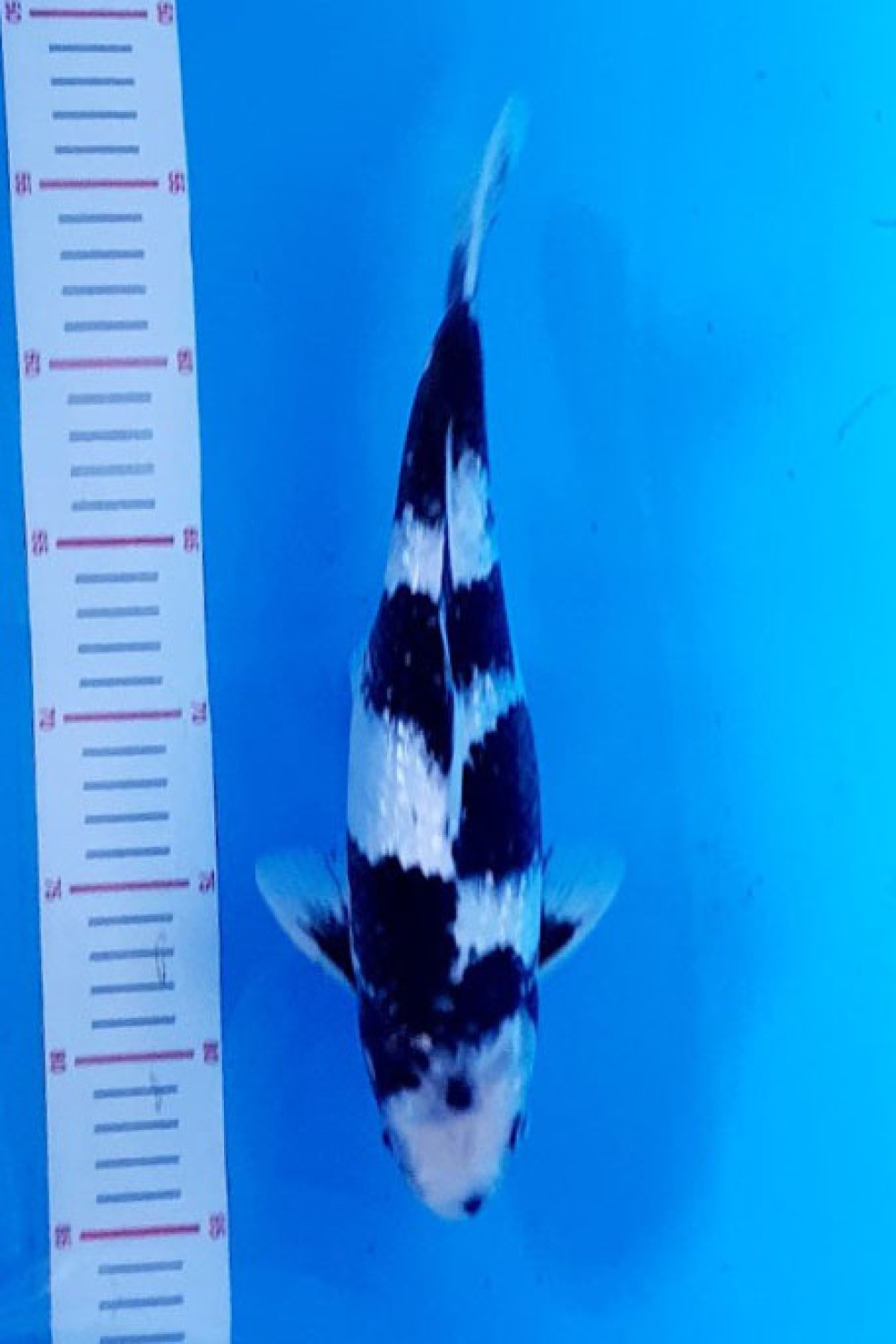 Juara 1