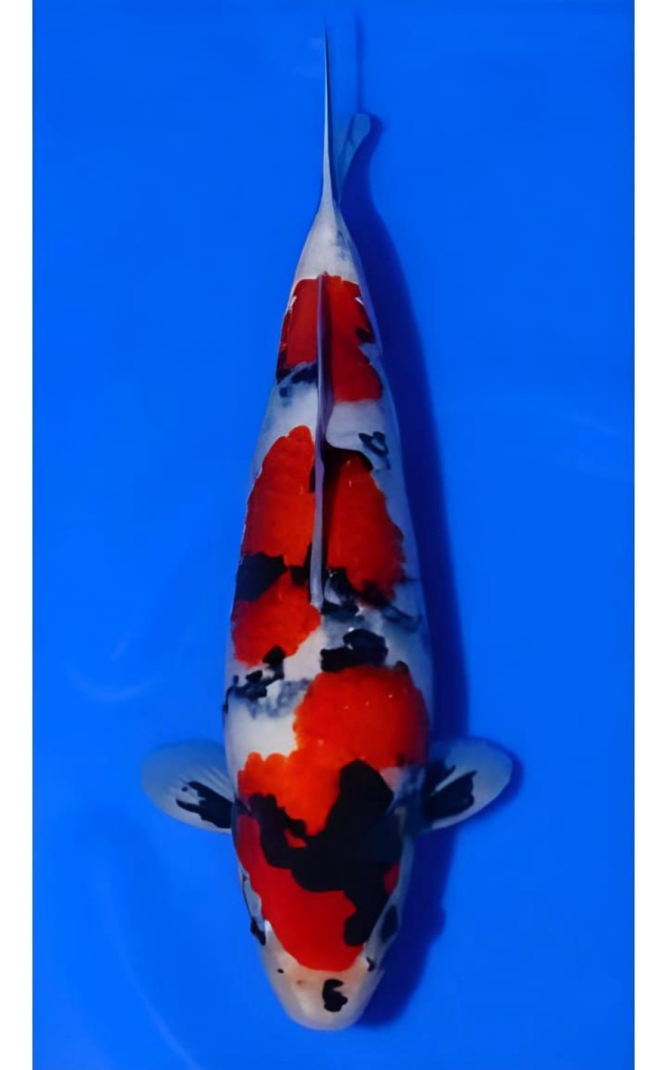 F. Tategoi Prize, 51 - 55 cm