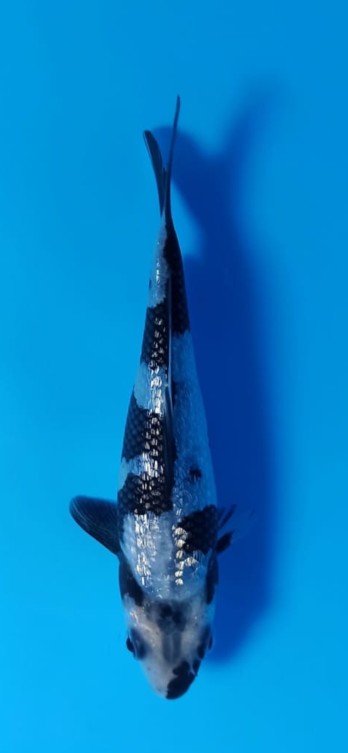 Juara 4