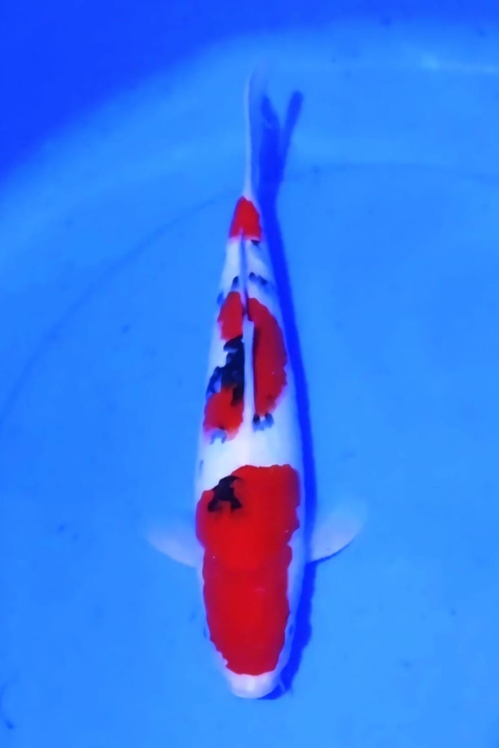 Juara 3