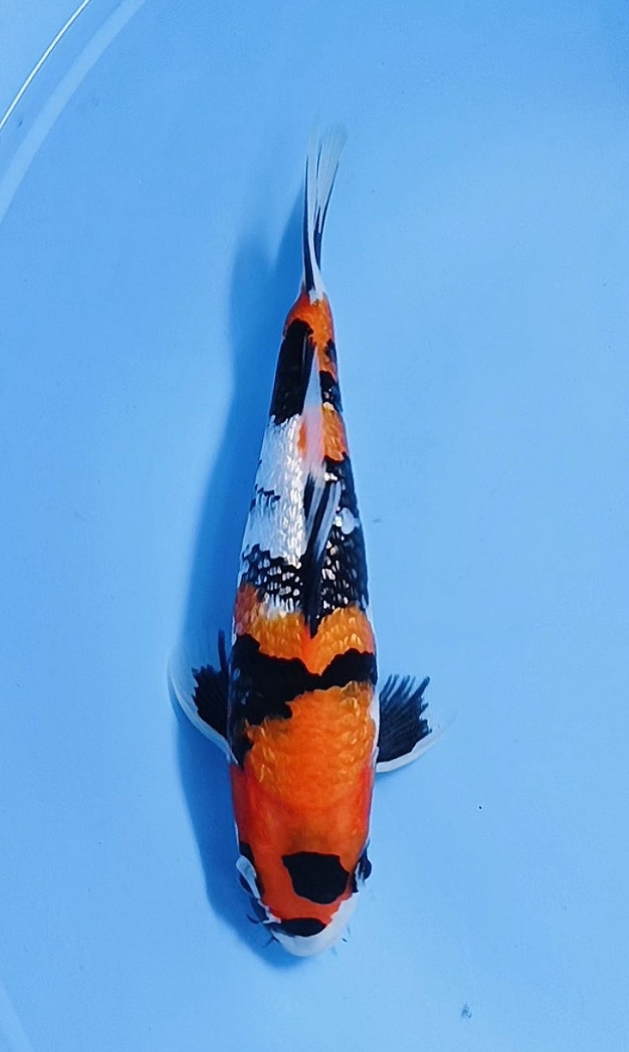 Juara 2