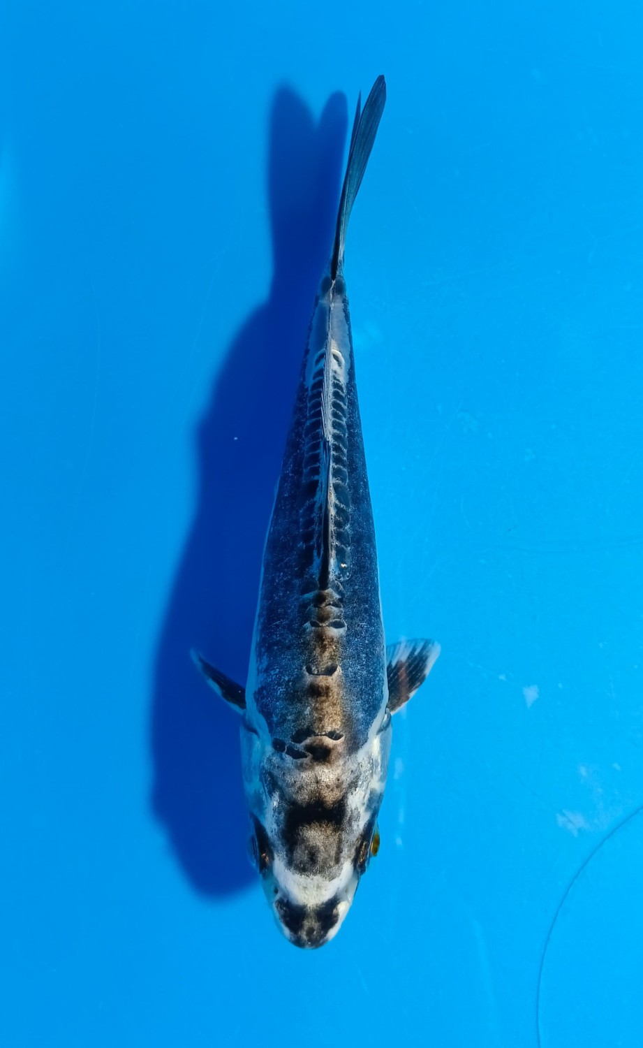 Juara 1
