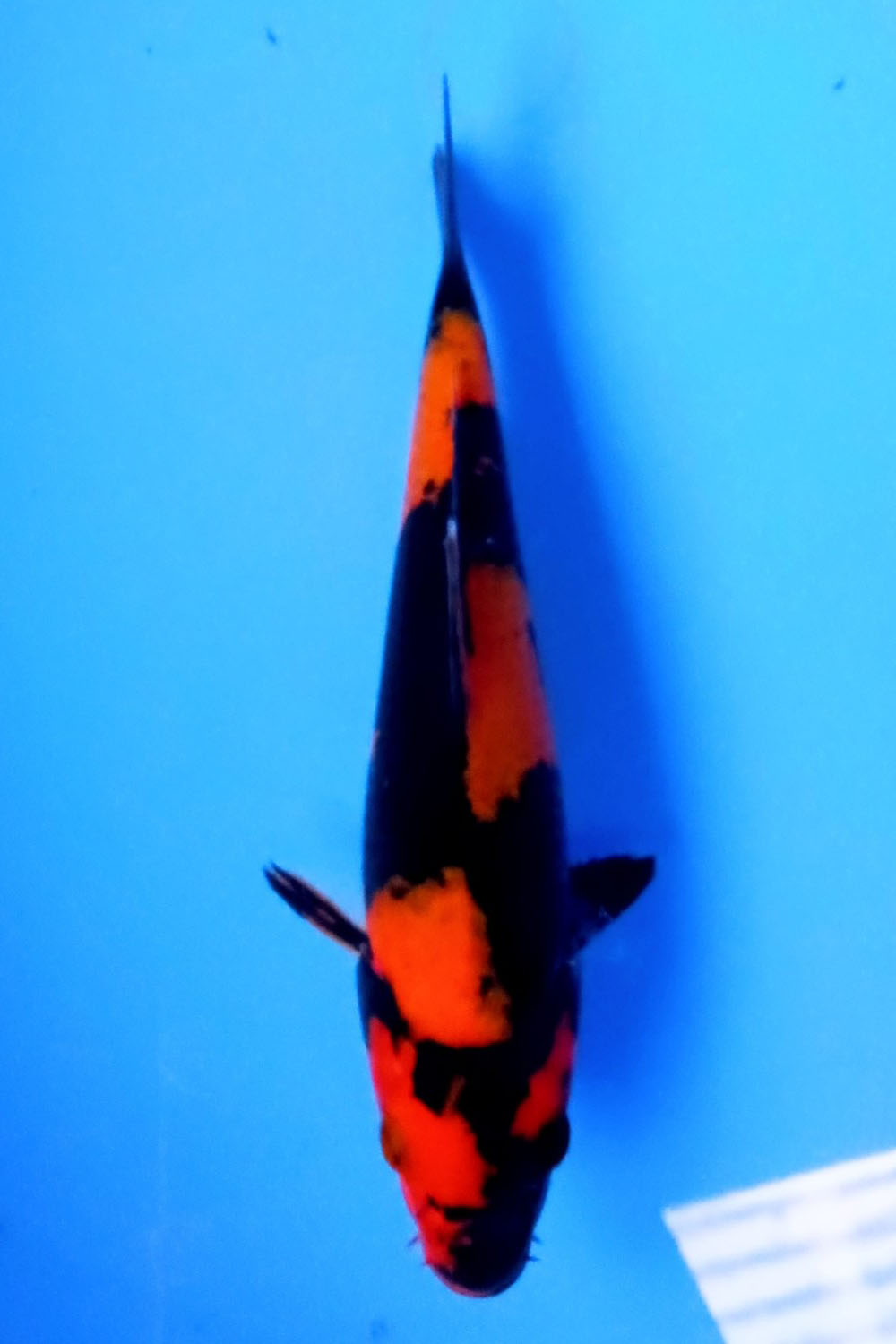 Juara 3