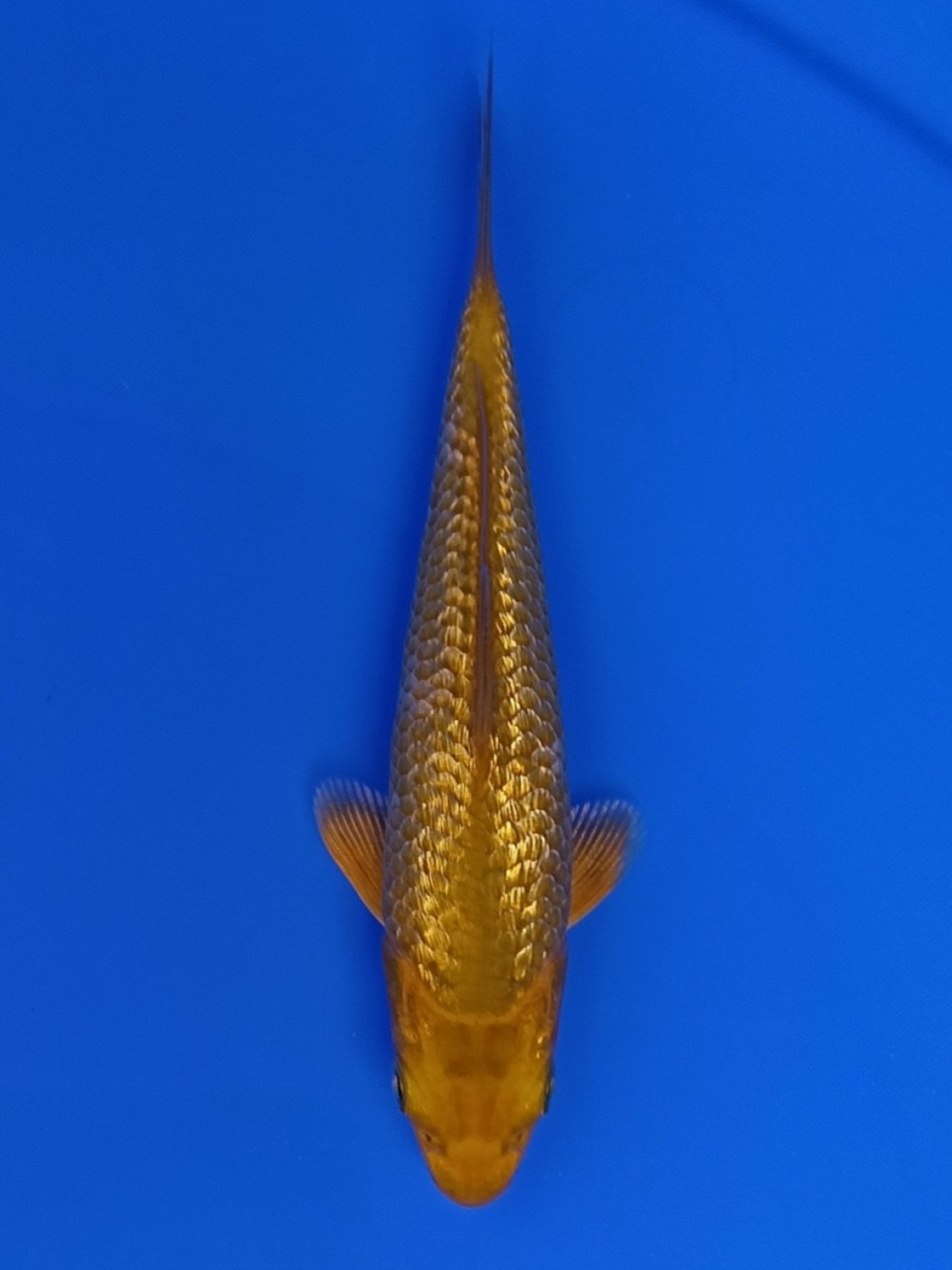 Juara 1