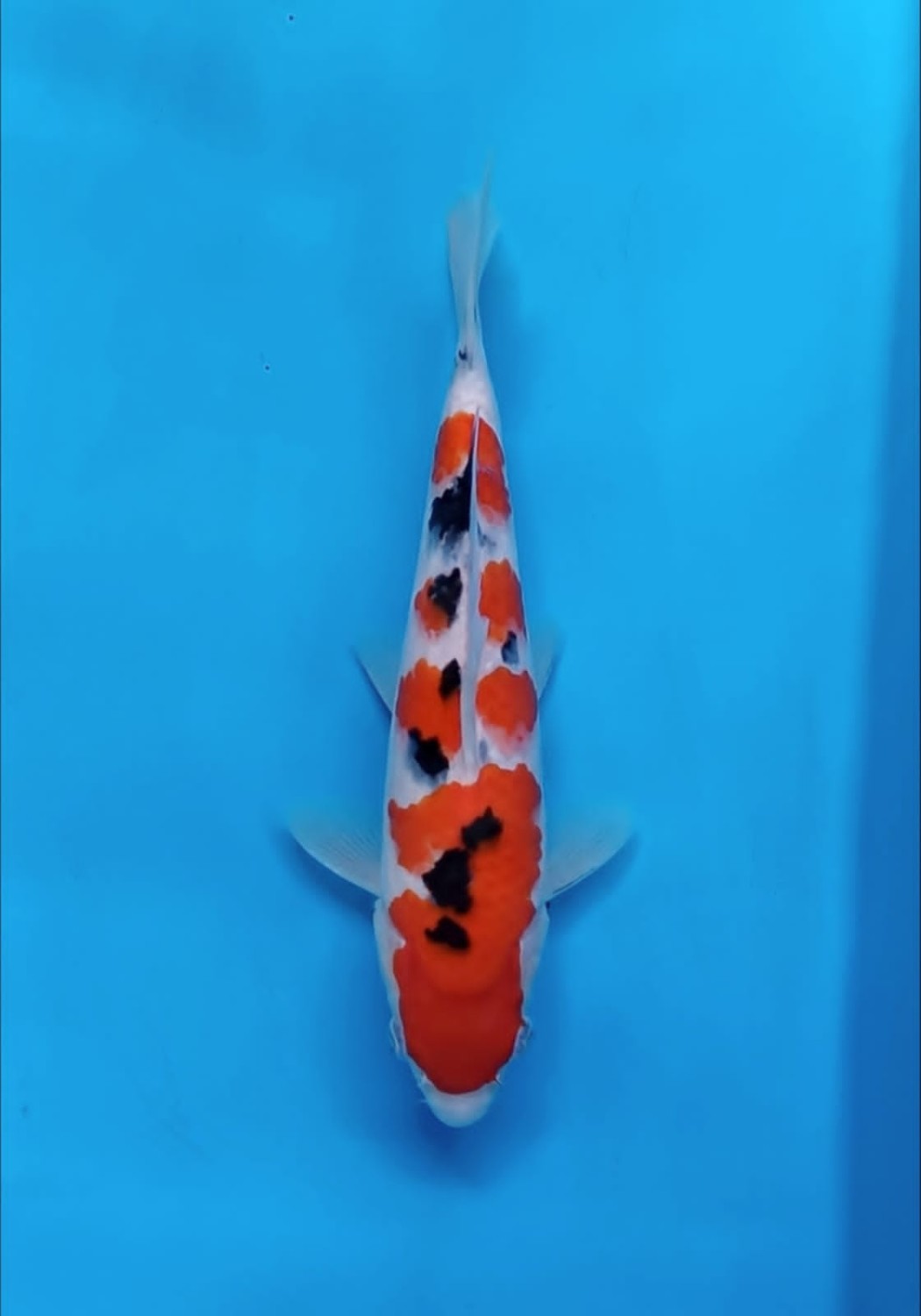 F. Tategoi Baby Champion