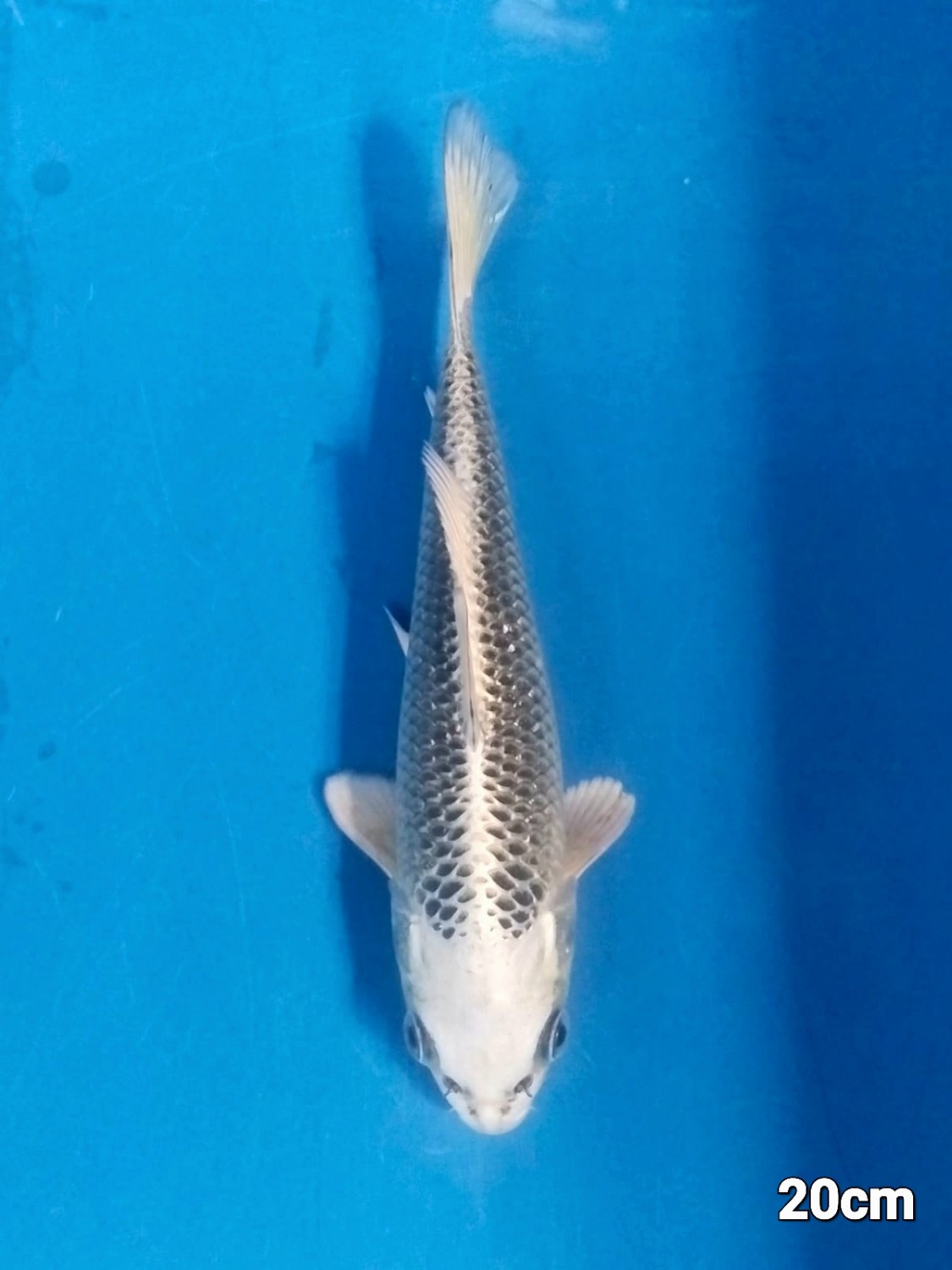 Juara 3