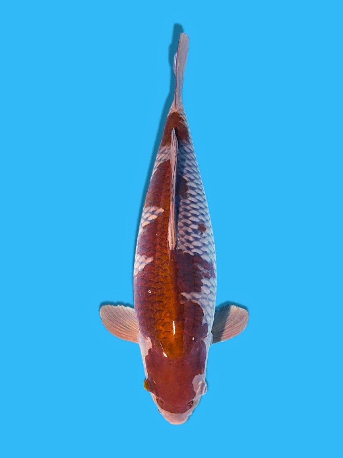 Juara 1