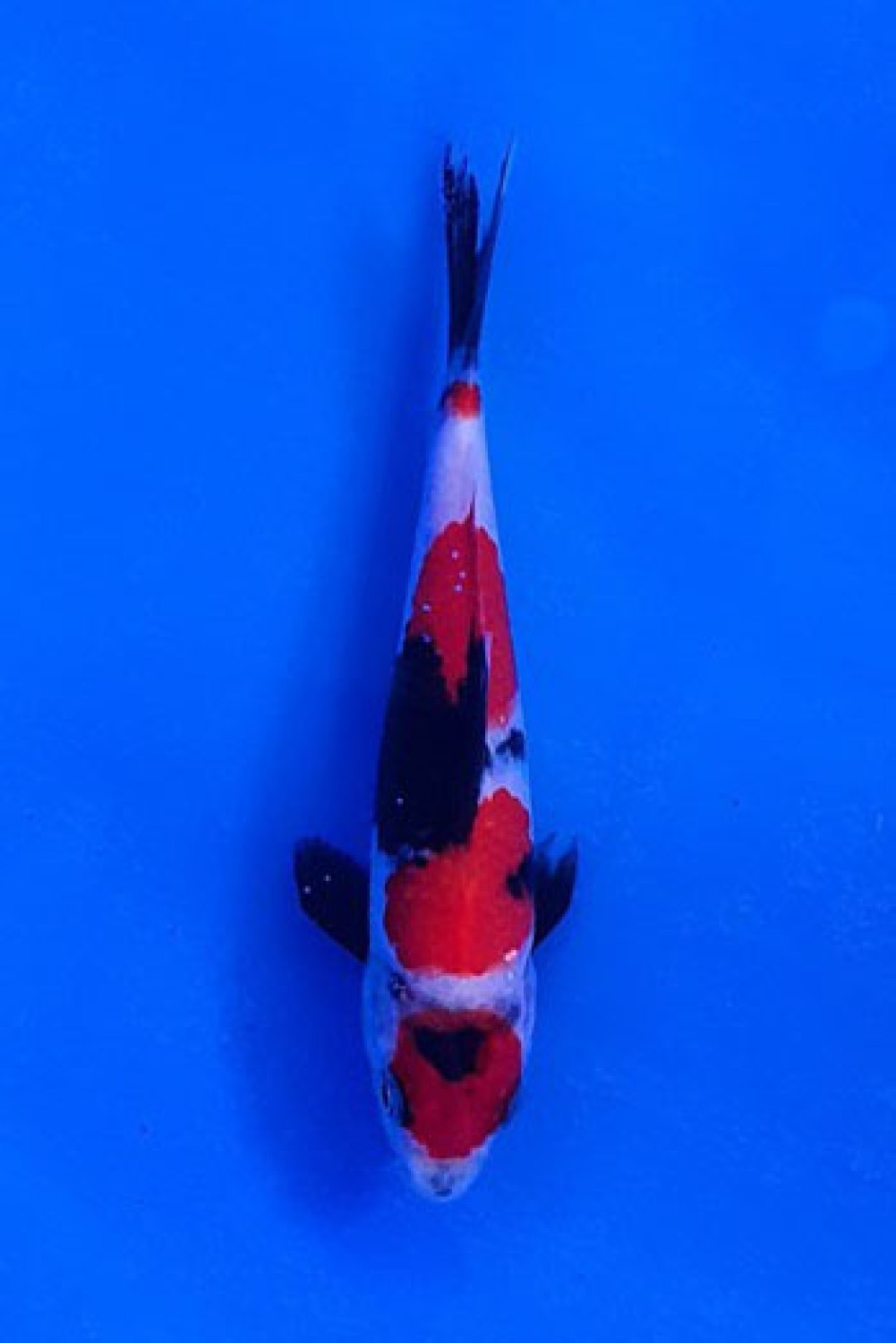 Juara 4