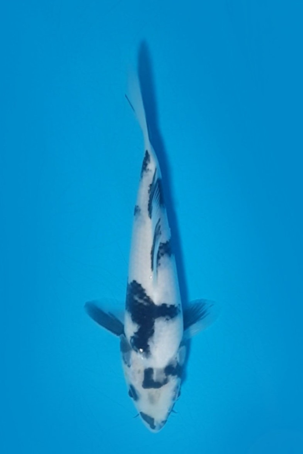 Juara 2