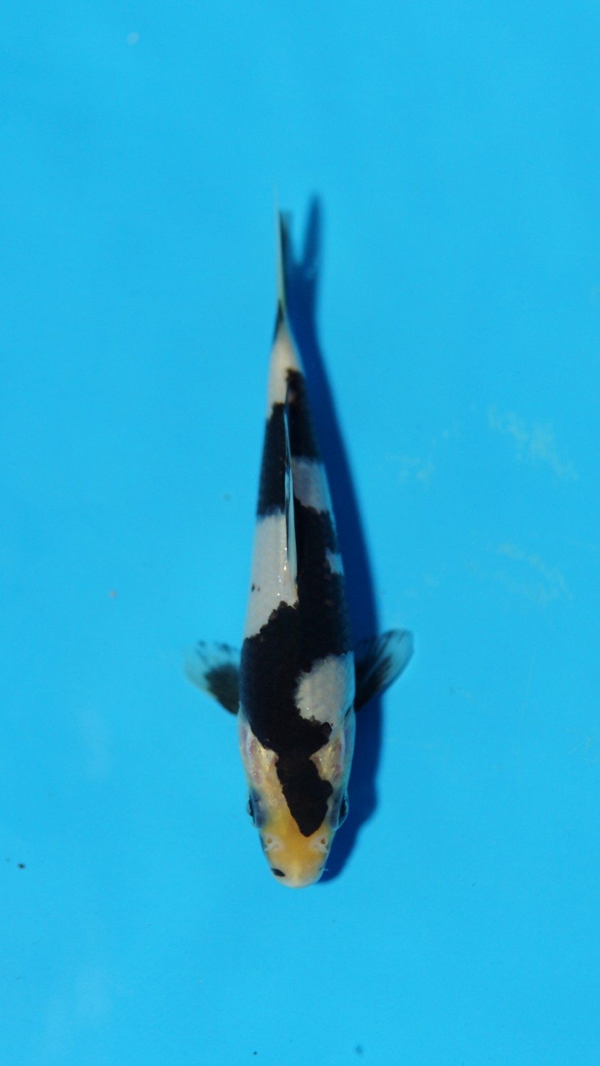 Juara 2
