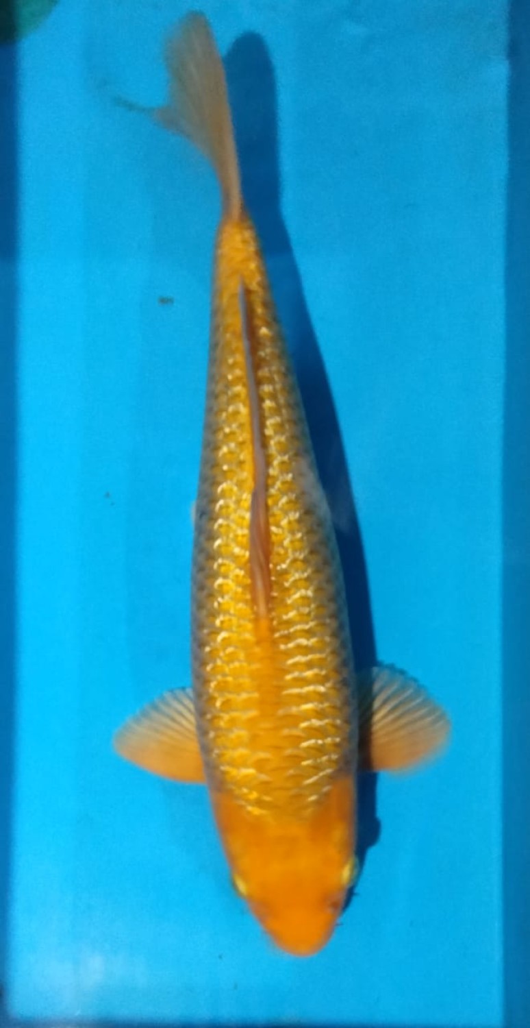 Juara 1